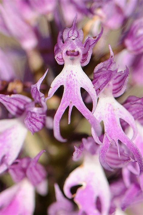 41 best penis flowers sex in nature images on pinterest ha ha