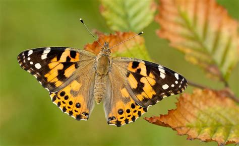 painted lady butterfly influx begins