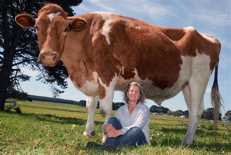Take A Look At One Of The Biggest Cows On Earth