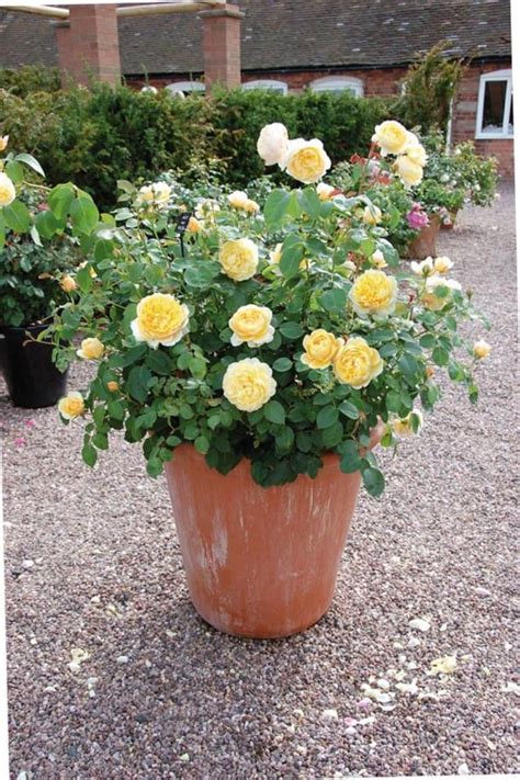 guide  growing roses  pots growing roses roses  pots potted roses