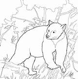 Bear Coloring Pages Kermode American Bears Drawing Color Hibernating Para Sheet Printable Adults Colorear Clipart Print Pagina sketch template
