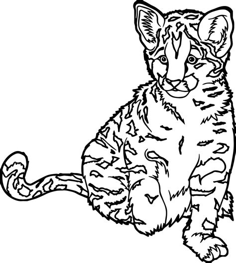 real cat coloring pages   printable colorings images
