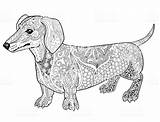 Dachshund Ausmalbilder Adult Hunde Dackel Doodle Erwachsene Grafiken Realistic sketch template