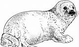 Coloring Harp Seals Pup sketch template