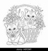 Basket Coloring Adorable Kitty Exquisite Line Stock Alamy Vectors sketch template
