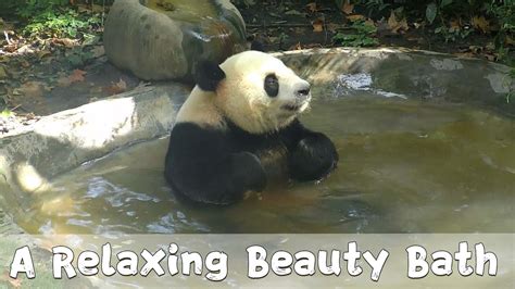 panda   relaxing beauty bath ipanda youtube