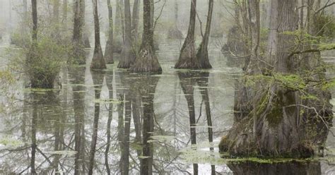 difference   marsh  swamp  bog   fen knowledgenuts