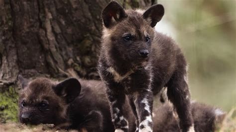 puppynieuws beekse bergen verwelkomt drie afrikaanse wilde honden rtl nieuws