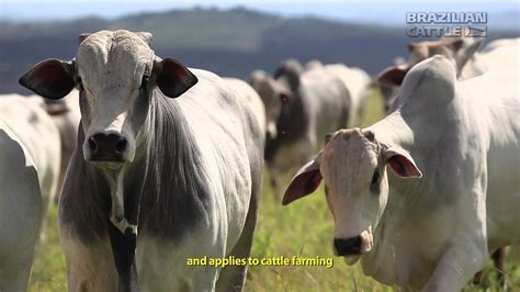 Brazilian Livestock Brazilian Cattle Youtube