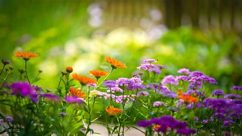 Beautiful Colorful Flowers From Garden Flowering