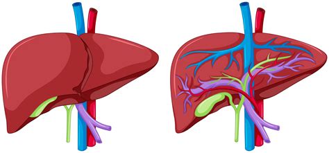 anatomy   liver anatomy drawing diagram images   finder