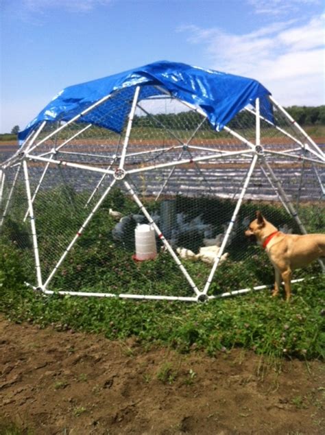 geodesic dome pvc allison janssens customer reviews   geodesic chicken coop kit zip