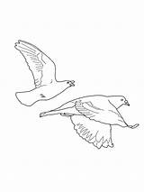Dove Line Drawing Getdrawings Coloring Pages sketch template