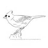 Tufted Titmouse sketch template