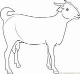 Goat Coloring Indian Pages Coloringpages101 Kids Goats Print sketch template