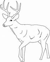 Deer Coloring Pages Template Tailed Printable Baby Cute Whitetail Buck Kids Antlers Drawing Clipart Animal Color Print Antler Templates Mule sketch template