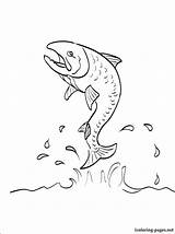 Coloring Salmon Pages Auburn Chinook Fish Drawing Atlantic Getdrawings King Getcolorings Printable sketch template