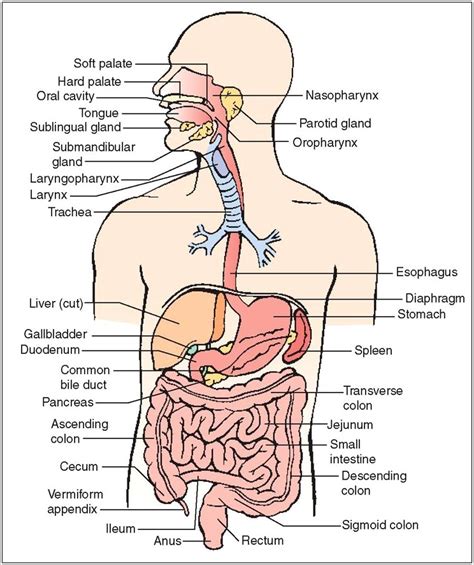 human body colon diagram diagram restiumani resume rvywylj