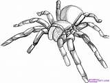 Draw Spider Tarantula Drawing Step Line Cool Drawings Coloring Sketches Bugs Sketch Realistic 3d Sketching Pages Do Choose Board sketch template