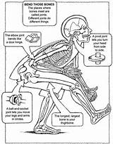 Coloring Publications Dover Skeletal System sketch template