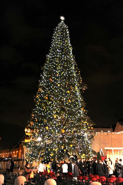 vatican christmas tree vatican city stephen  flickr