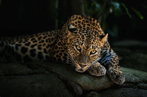 leopard leopards photo  fanpop