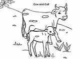 Cow Calf Coloring Pages Dairy Drawing Netart Color Printable Getdrawings Getcolorings sketch template