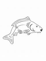 Carp sketch template