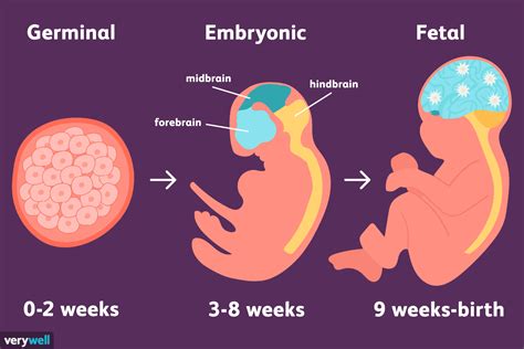 stages  prenatal development