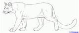 Cougar Cougars Lions sketch template