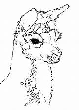 Alpaca Coloring Pages Drawing Line Popular Designlooter Getdrawings sketch template