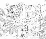 Pages Coloring Cat Scottish Coloringpagesonly Wildcat sketch template