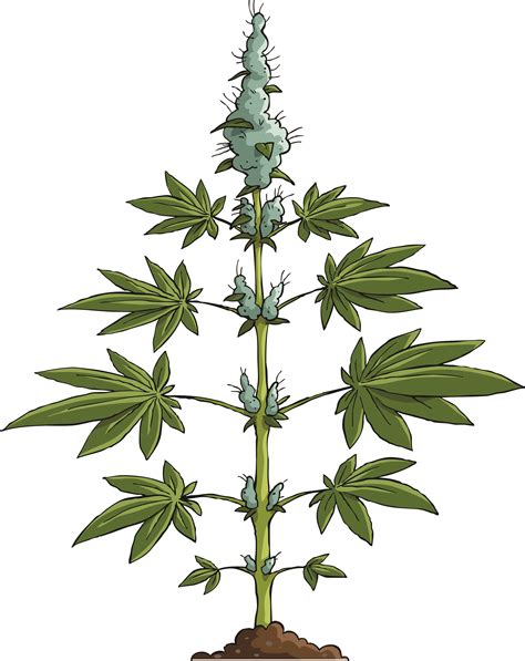 marijuana plant drawing clipart