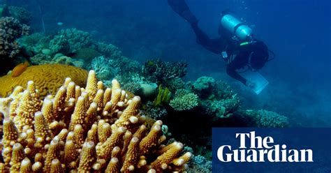 Rescuing The Great Barrier Reef How Much Can Be Saved And How Can We