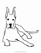 Coloring Dog Pages Dane Great Dogs Line Pitbull Drawing Simple Thecoloringbarn Creative Find Comments sketch template