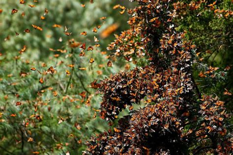 Monarch Butterfly Migration In Michoacán Mexico Off The