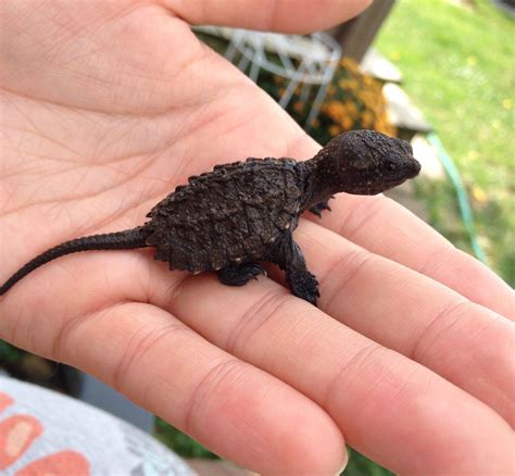 baby snapping turtles     dinosaurs discoverearth