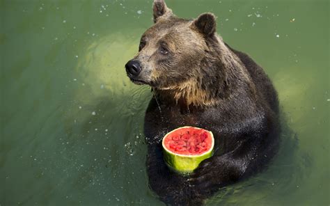 bear holding  watermelon