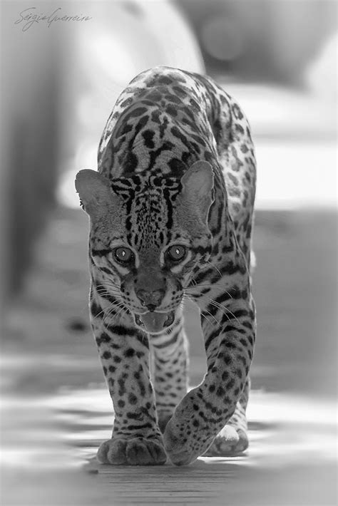 face  face   ocelot  ocelot leopardus pardalis flickr