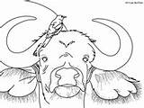Coloring African Buffalo Serengeti Pages sketch template