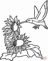 Coloring Pages Flowers Hummingbird Flower Hummingbirds Getdrawings sketch template