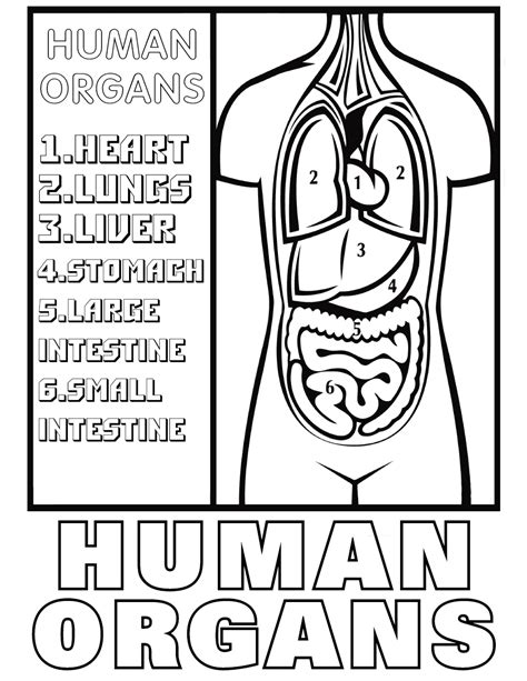 human organs coloring pages coloring pages    print
