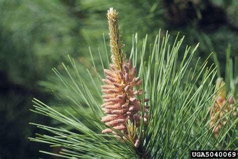 red pine pinus resinosa pinales pinaceae 5040069