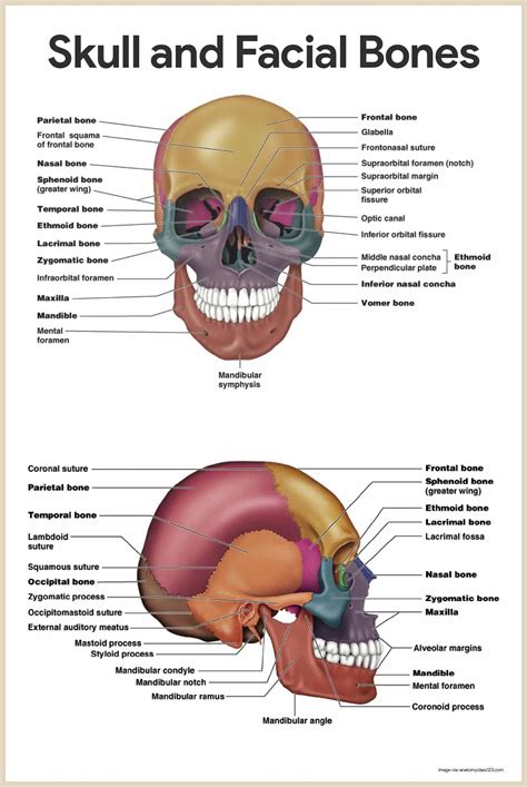 skull  facial bones skeletal system anatomy  physiology