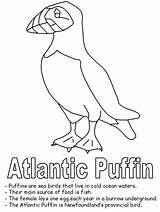 Puffin Atlantic Newfoundland Puffins Arctic Labrador Oiseau Designlooter Provinces Seul Songbirds sketch template