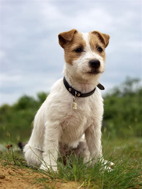 Jack Russell Terrier Wallpaper 61 Images