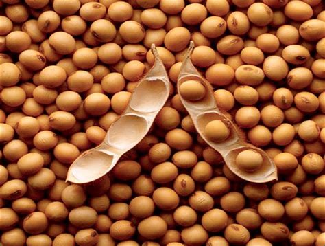 soybeans production  processing agro news nigeria