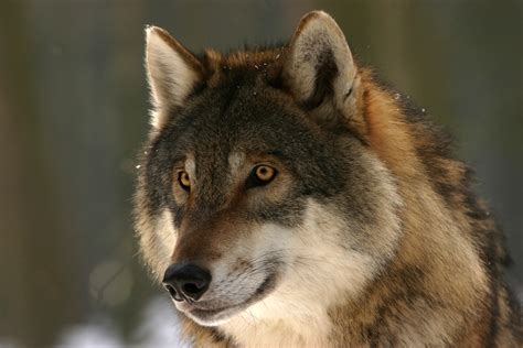 wolf face image  stock photo public domain photo cc images