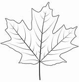 Maple Maples Supercoloring sketch template
