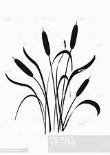 Cattail Drawing Bulrush Typha Getdrawings Clipartmag Underwater Plants sketch template